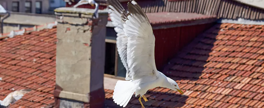 Residential Chimney Animal Removal Solution in Lennox, CA