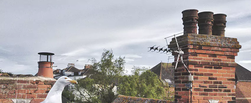 Chimney Cleaning And Restoration in Lennox, California